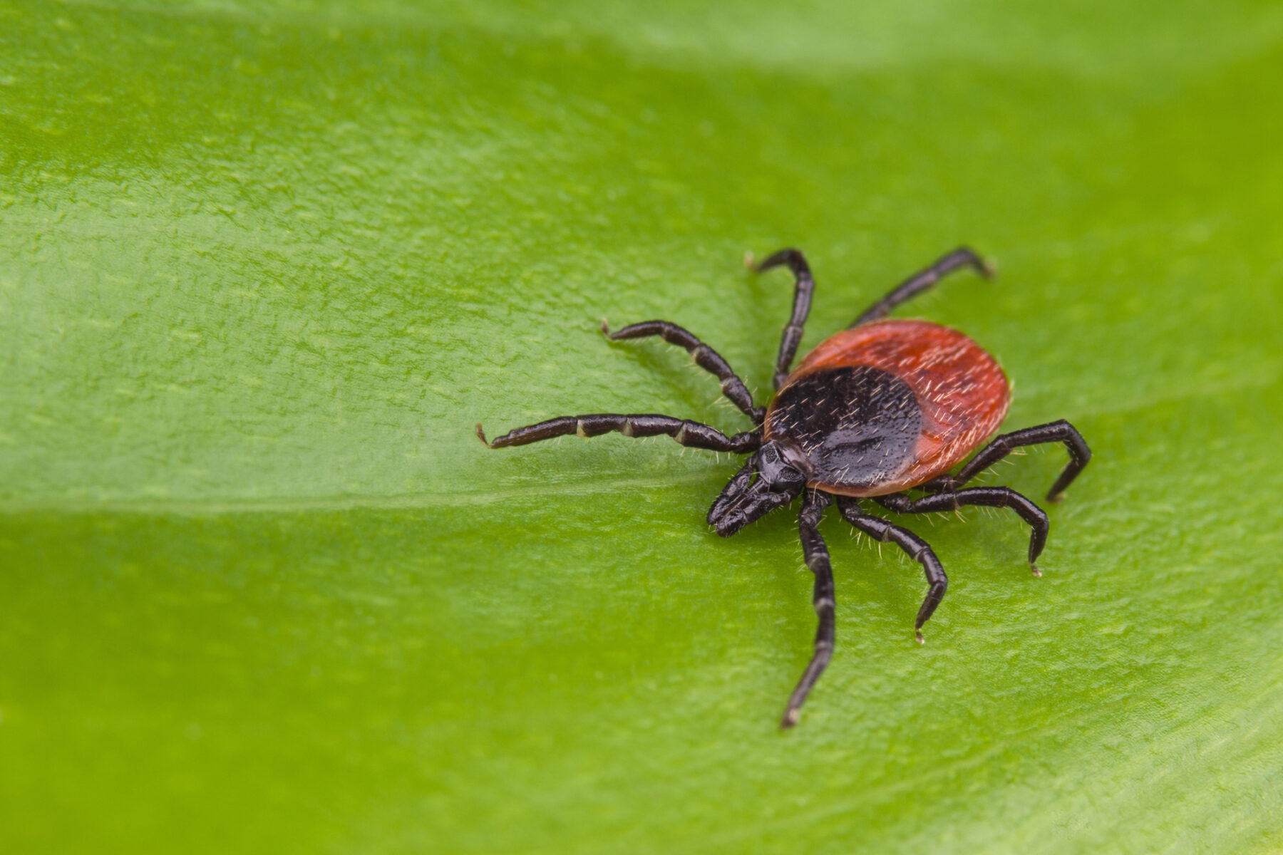 Deer Tick on a leaf